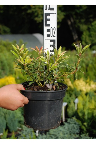 Пієрис японський Флемінг Сільвер - 3л/вис.10-20см/Ø15-20см